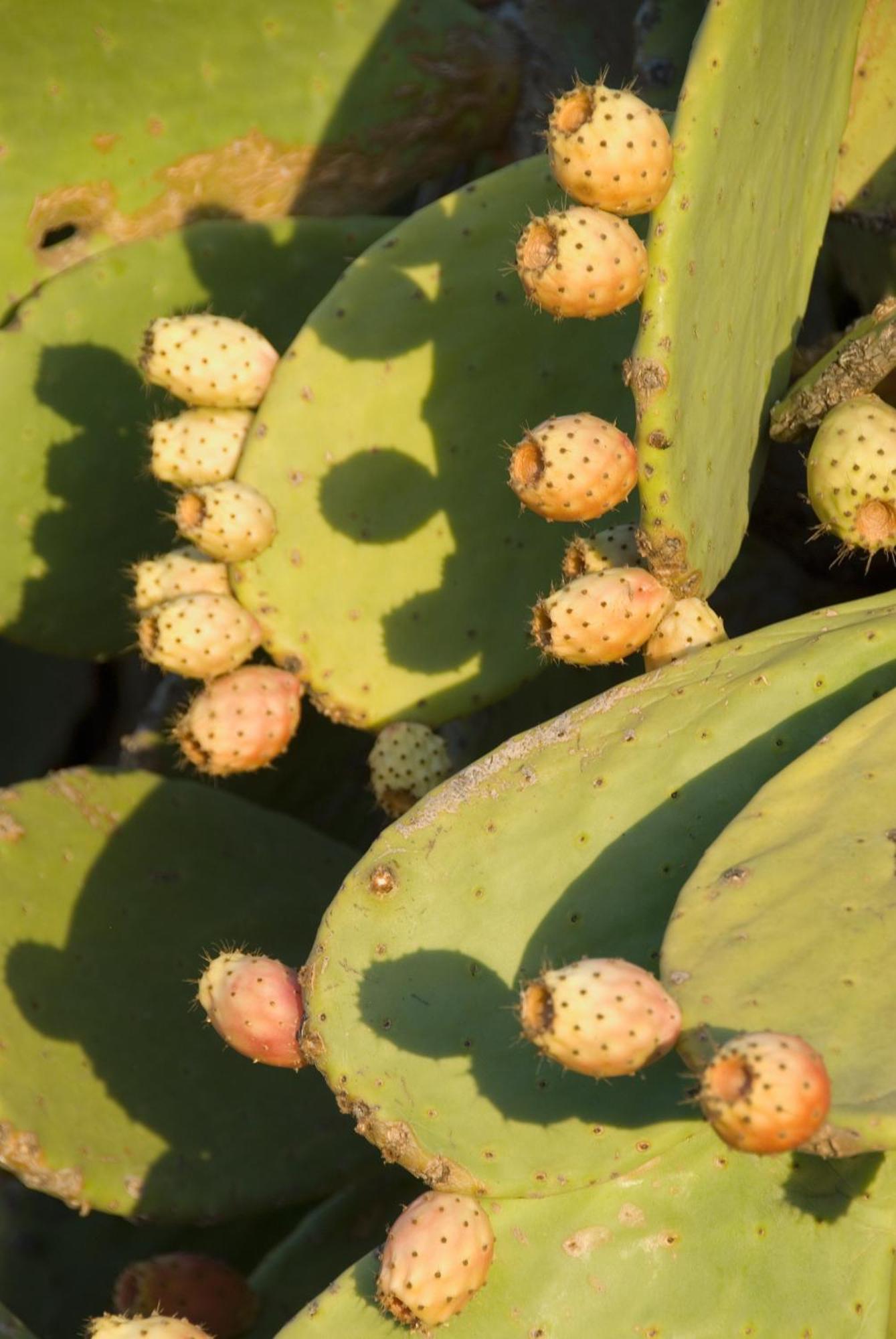 El Jardín de los Sueños Rodalquilar Exterior foto