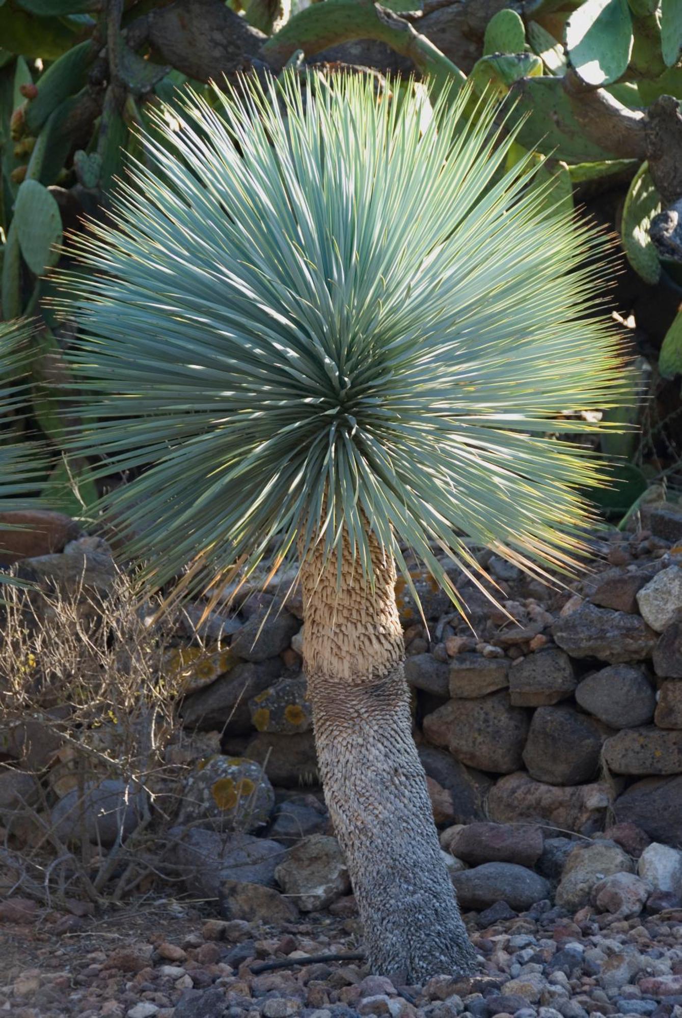 El Jardín de los Sueños Rodalquilar Exterior foto